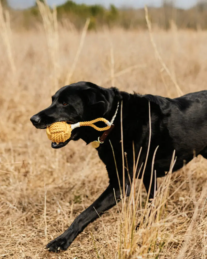 Rope Dog Toy - Yellow Field + Wander